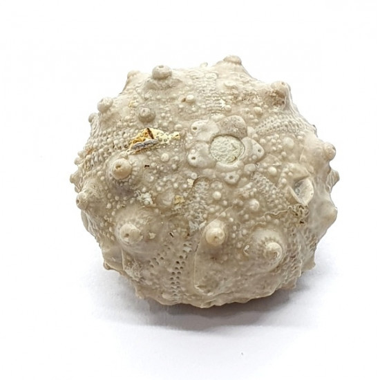 asterocidaris bistriata asterocidaris bistriata