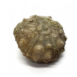 asterocidaris bistriata