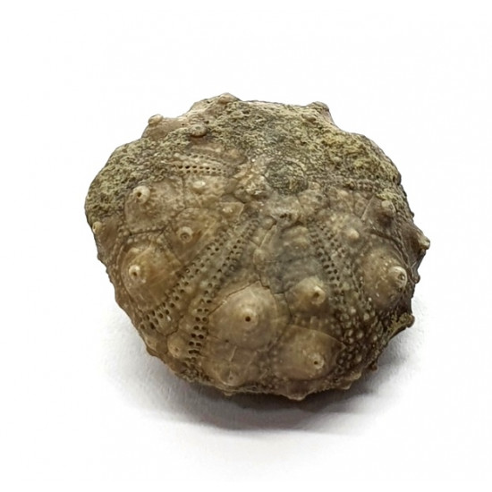 asterocidaris bistriata asterocidaris bistriata