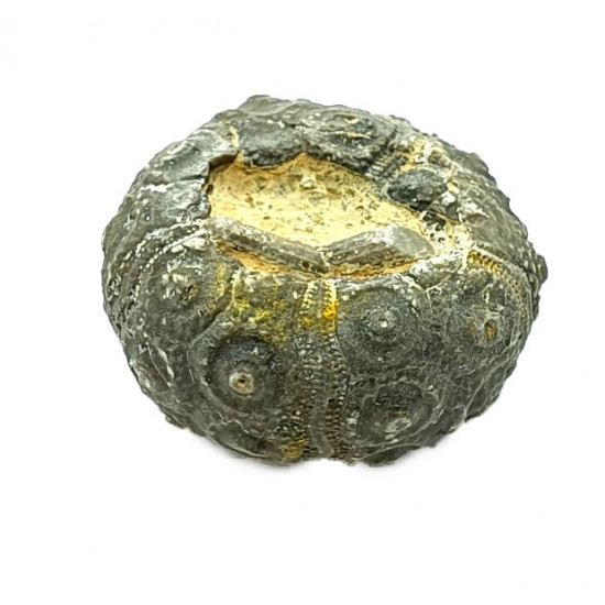 dickisicidaris turbeti