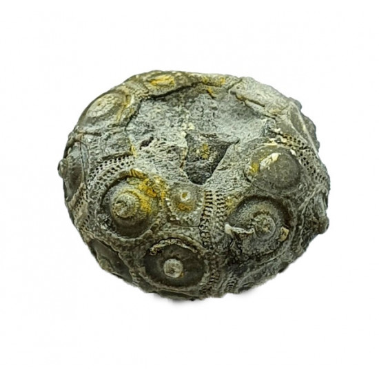 dickisicidaris turbeti