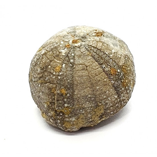 Stomechinus multigranularis