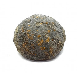 Stomechinus multigranularis