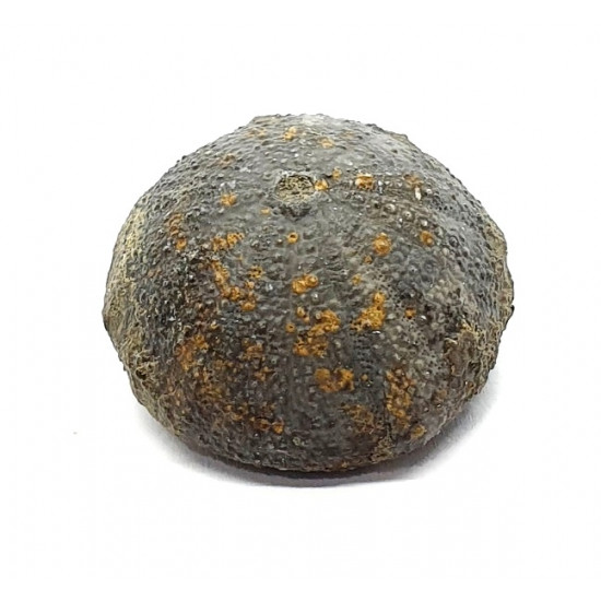 Stomechinus multigranularis