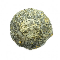 plegiocidaris mercieri