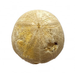 gentilia tafileltensis