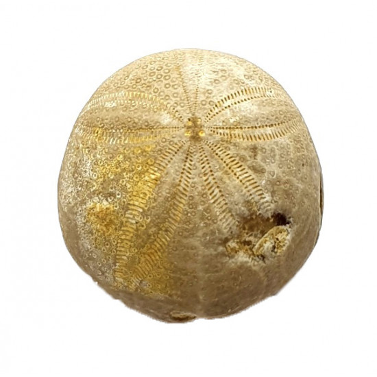 gentilia tafileltensis