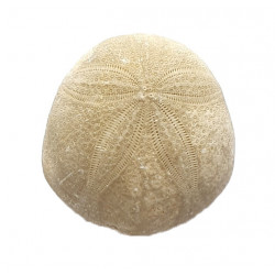 gentilia tafileltensis