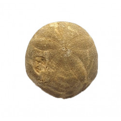 gentilia tafileltensis