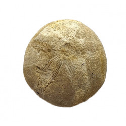 gentilia tafileltensis