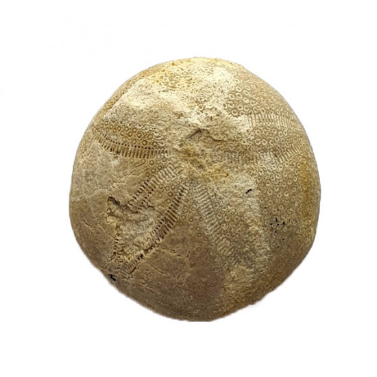gentilia tafileltensis