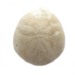 gentilia tafileltensis