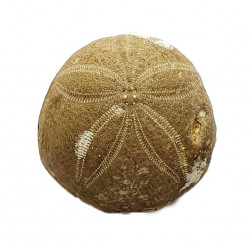 gentilia tafileltensis