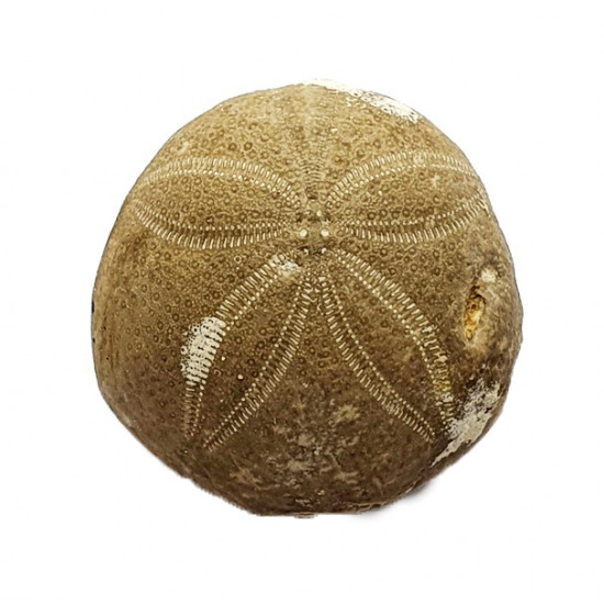 gentilia tafileltensis