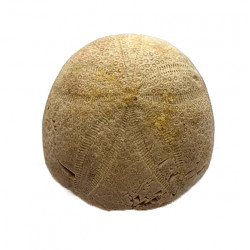 gentilia tafileltensis