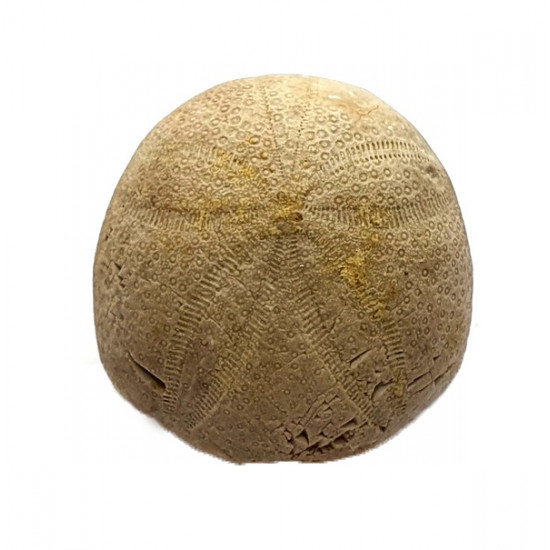 gentilia tafileltensis