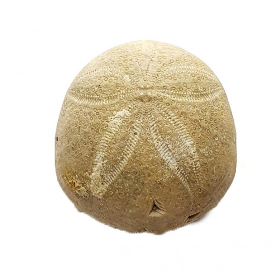 gentilia tafileltensis