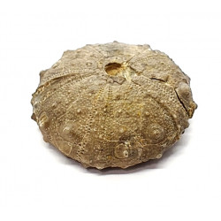 gymnocidaris atchanensis