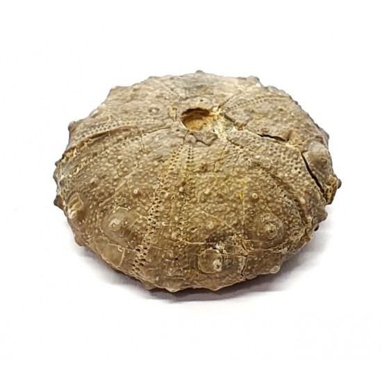gymnocidaris atchanensis
