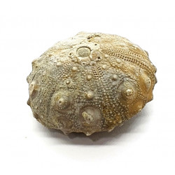 gymnocidaris atchanensis