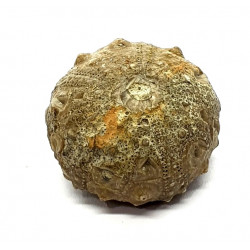 gymnocidaris atchanensis