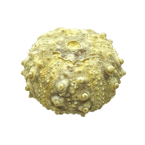goniopygus coutini