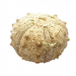 goniopygus coutini