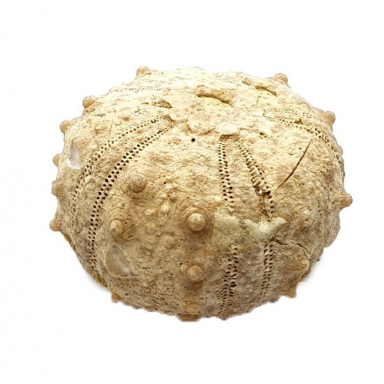 goniopygus coutini
