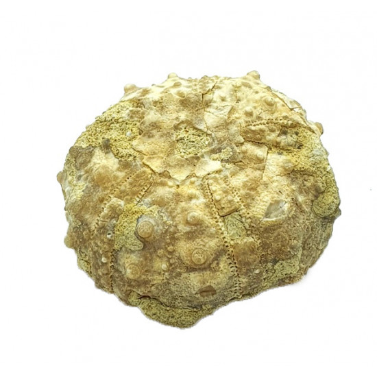 goniopygus coutini