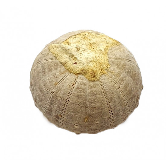 heterodiadema lybicum