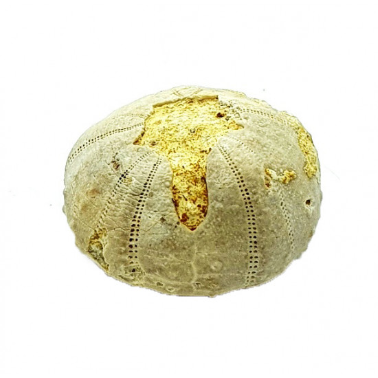 heterodiadema lybicum "teratologique"