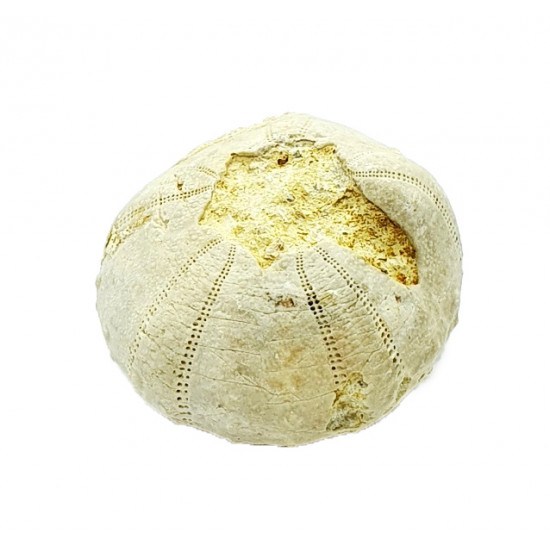 heterodiadema lybicum "teratologique"