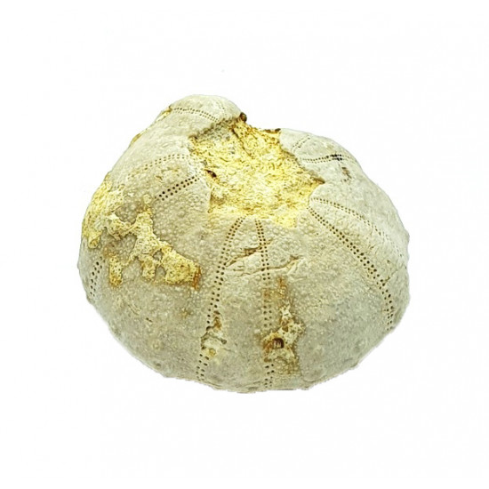 heterodiadema lybicum "teratologique"