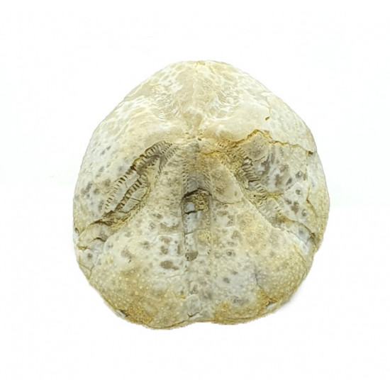 Mecaster batnensis