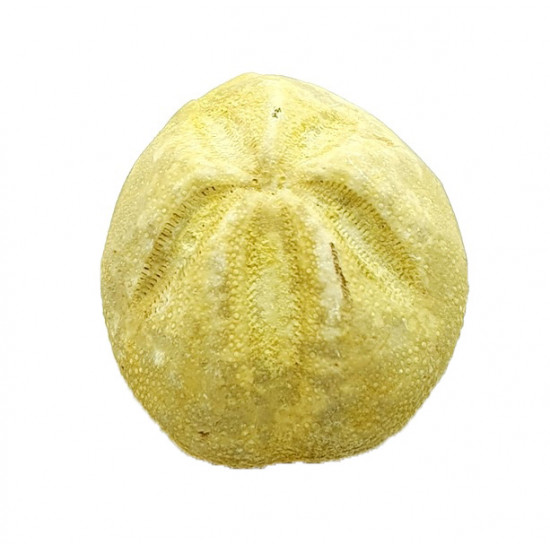 Mecaster batnensis