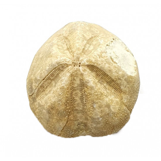Mecaster batnensis