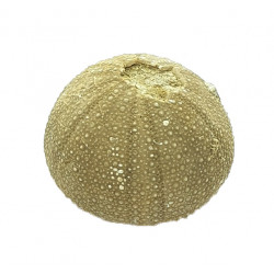 stomechinus multigranularis