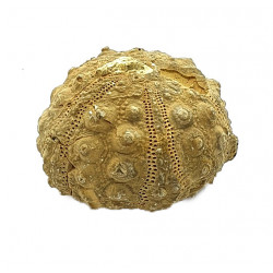 hemicidaris termieri