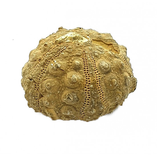 hemicidaris termieri