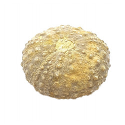 pseudodiadema pseudodiadema