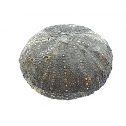 Stomechinus multigranularis