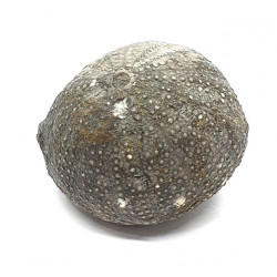 Stomechinus multigranularis