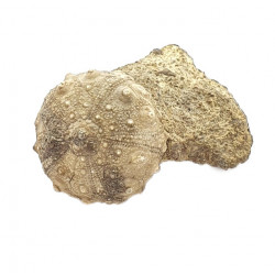 asterocidaris bistriata