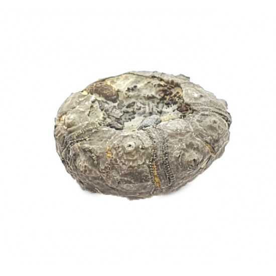 dickisicidaris turbeti