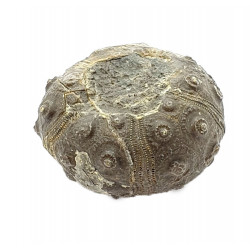 dickisicidaris turbeti