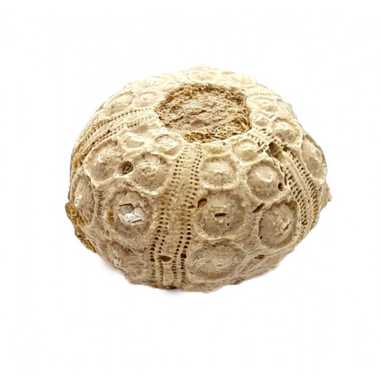 Dorocidaris taouzensis