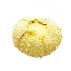 tetragramma variolare