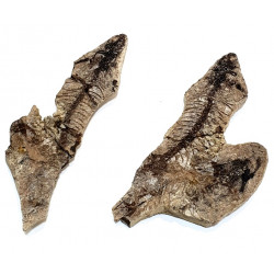 Barasaurus besairiei