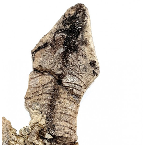 Barasaurus besairiei