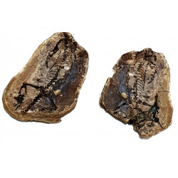Barasaurus besairiei